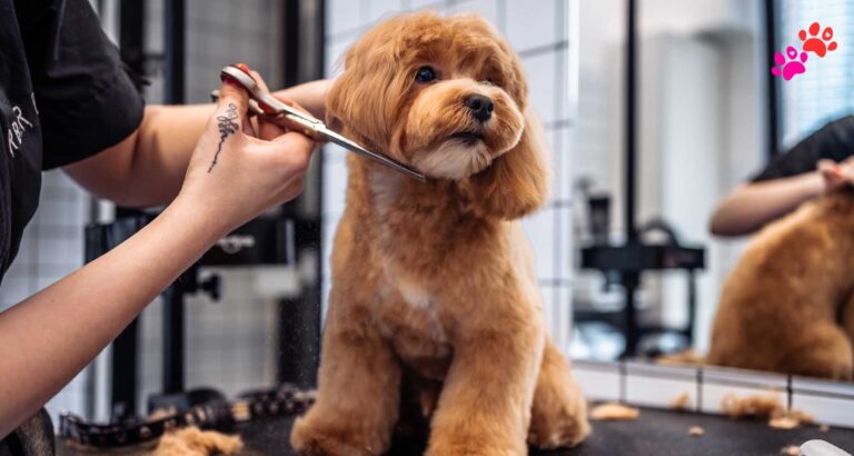 dog grooming