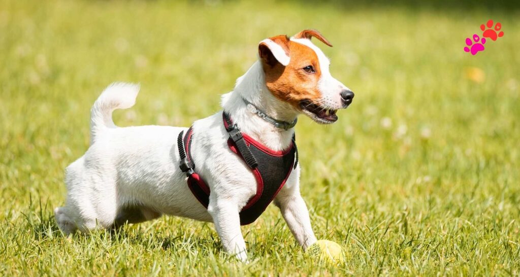 Jack Russell Terrier Longest Living Dog Breeds