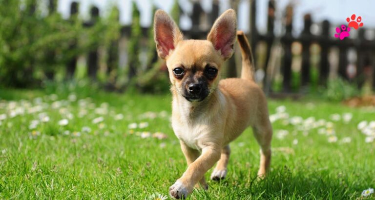 chihuahua longest living dog breeds