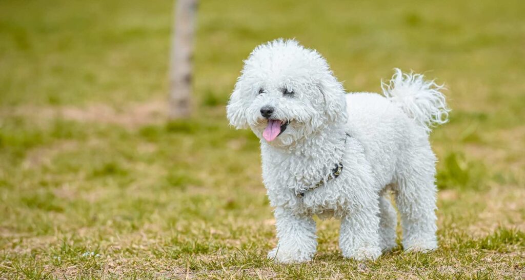 Poodle Longest Living Dog Breeds